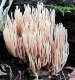 Ramaria stricta image
