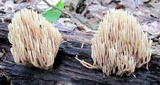 Ramaria stricta image