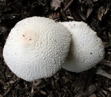 Leucocoprinus cepistipes image