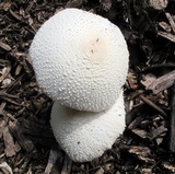 Leucocoprinus cepistipes image