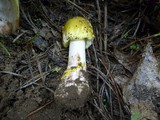 Amanita flavorubens image