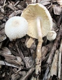 Leucocoprinus cepistipes image