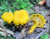 Cantharellus minor image