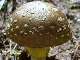 Amanita flavorubens image