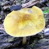 Pluteus flavofuligineus image