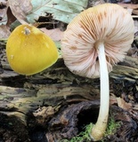 Pluteus flavofuligineus image
