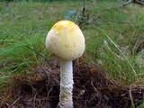 Amanita amerimuscaria image