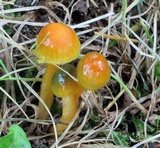 Hygrocybe psittacina var. perplexa image