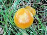 Hygrocybe psittacina var. perplexa image