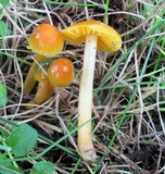 Hygrocybe psittacina var. perplexa image