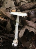 Amanita multisquamosa image