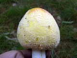 Amanita amerimuscaria image