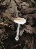 Amanita multisquamosa image