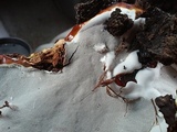 Ganoderma polychromum image