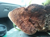 Ganoderma polychromum image