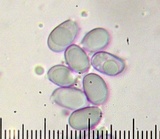 Amanita rubescens var. rubescens image