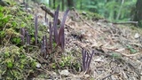 Alloclavaria purpurea image