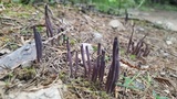 Alloclavaria purpurea image