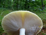 Amanita amerimuscaria image