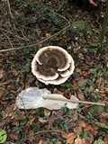 Laetiporus persicinus image