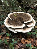 Laetiporus persicinus image
