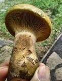 Tapinella atrotomentosa image