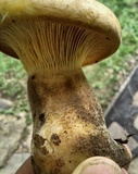 Tapinella atrotomentosa image