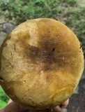 Tapinella atrotomentosa image