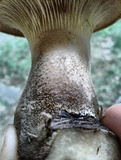 Tapinella atrotomentosa image