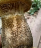 Tapinella atrotomentosa image