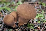 Lycoperdon umbrinum image