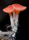 Sarcoscypha occidentalis image