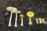 Amanita frostiana image