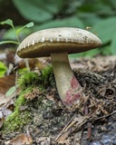 Caloboletus inedulis image