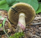 Caloboletus inedulis image