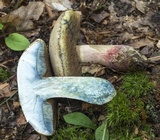 Caloboletus inedulis image