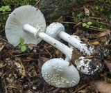 Amanita multisquamosa image