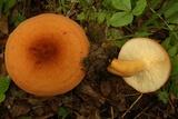 Lactarius volemus image