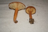 Lactarius volemus image