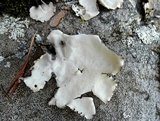 Umbilicaria vellea image