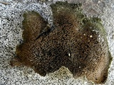 Umbilicaria vellea image