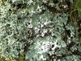 Parmotrema robustum image