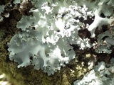 Parmotrema robustum image