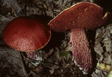 Butyriboletus frostii image