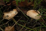 Marasmius oreades image