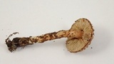 Inocybe lanuginosa image
