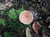Lactarius lilacinus image