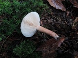 Lactarius lilacinus image