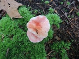 Russula minutula image