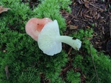 Russula minutula image